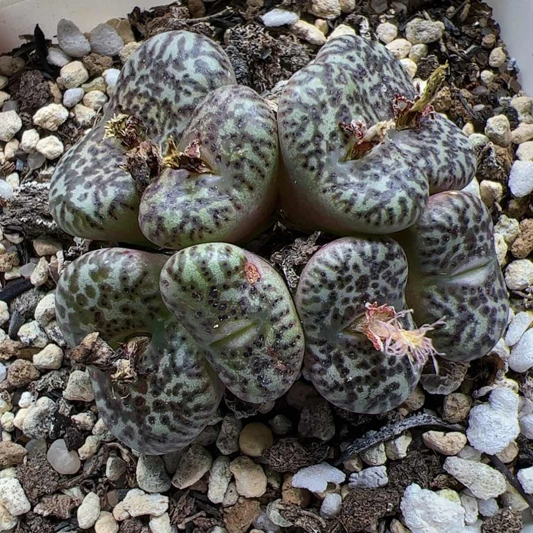 【闪购商品】330 双11福利