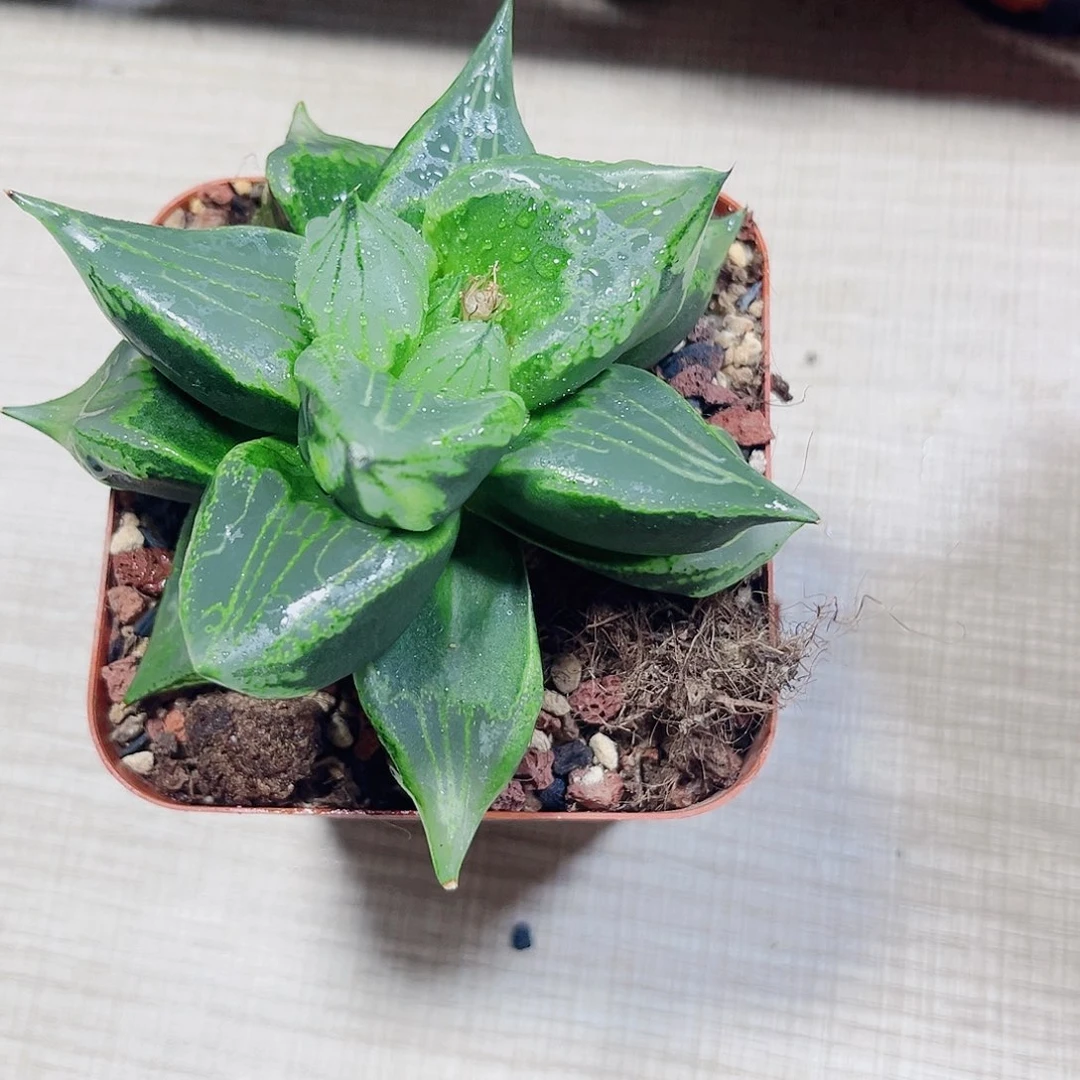 裹般若多肉植物6667