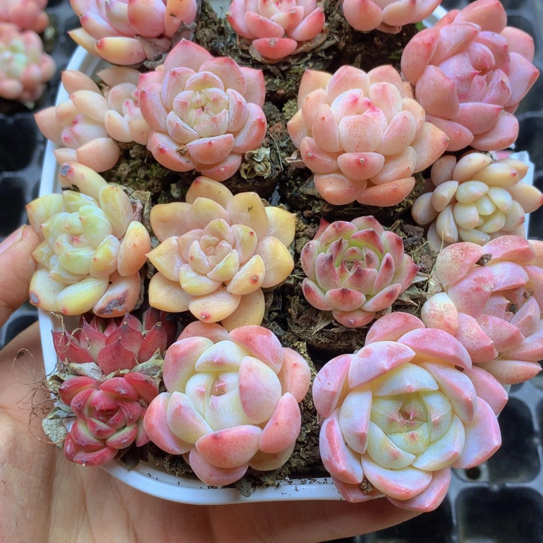 我要去看你了啊我要020