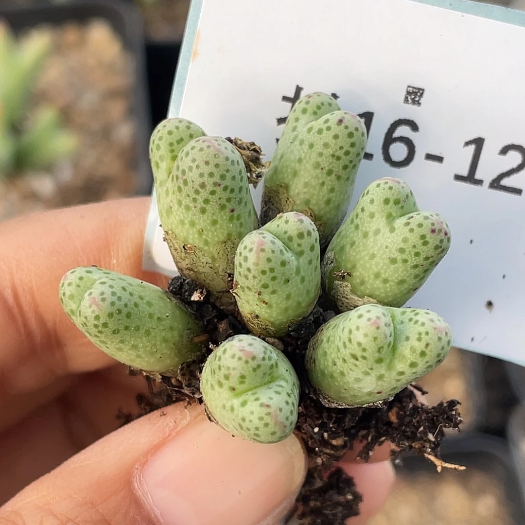 16-12草莓斑马肉锥