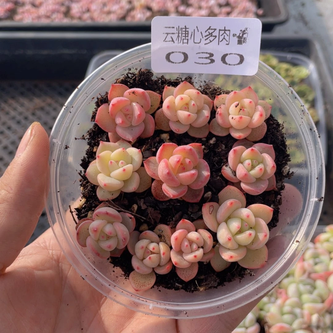 云糖心多肉植物30