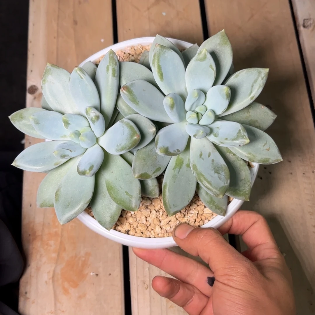 哥特多肉植物多肉植物