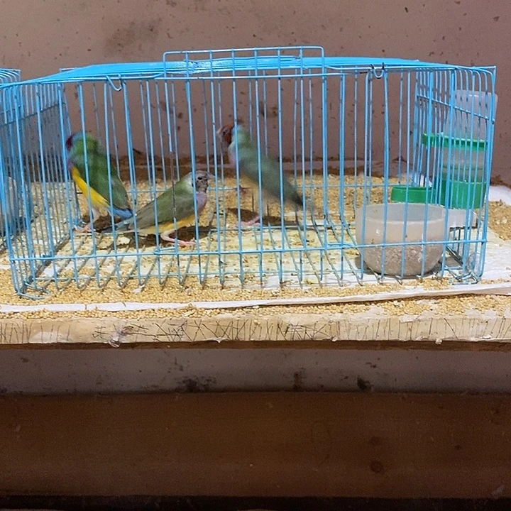 文鸟半**子普彩红头一对，特价七彩母一只，包活到家