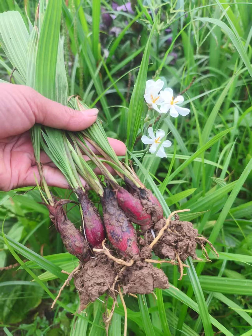两广现挖红葱头株葱小红葱小红蒜百步还阳草独角丝茅 阳台可种植