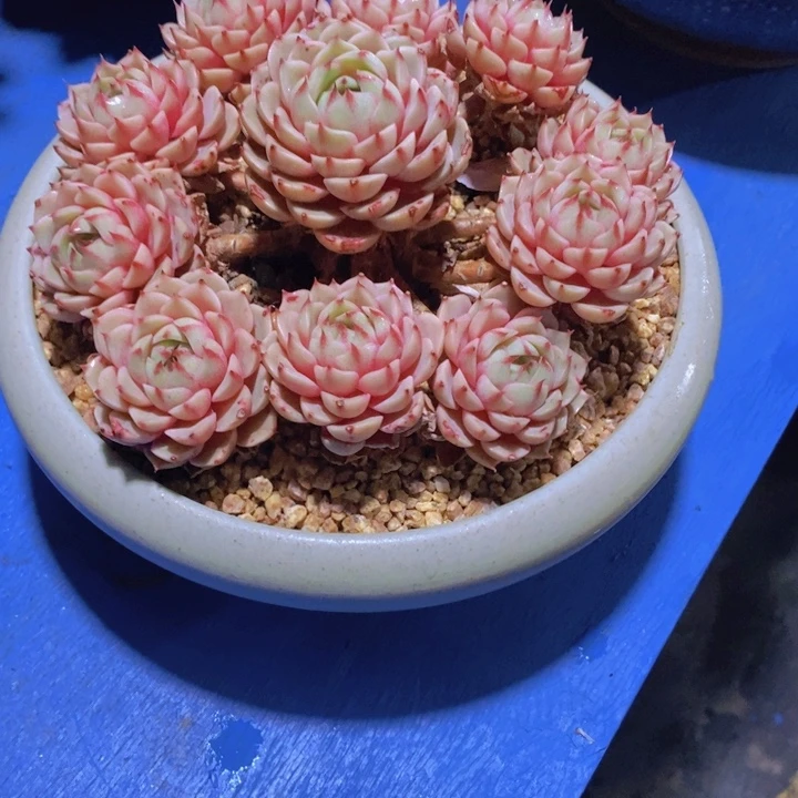 遂**姐多肉植物老柱