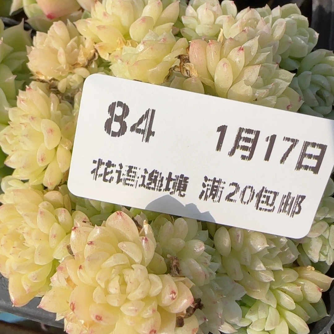 花语逸镜9117-84麦秆散