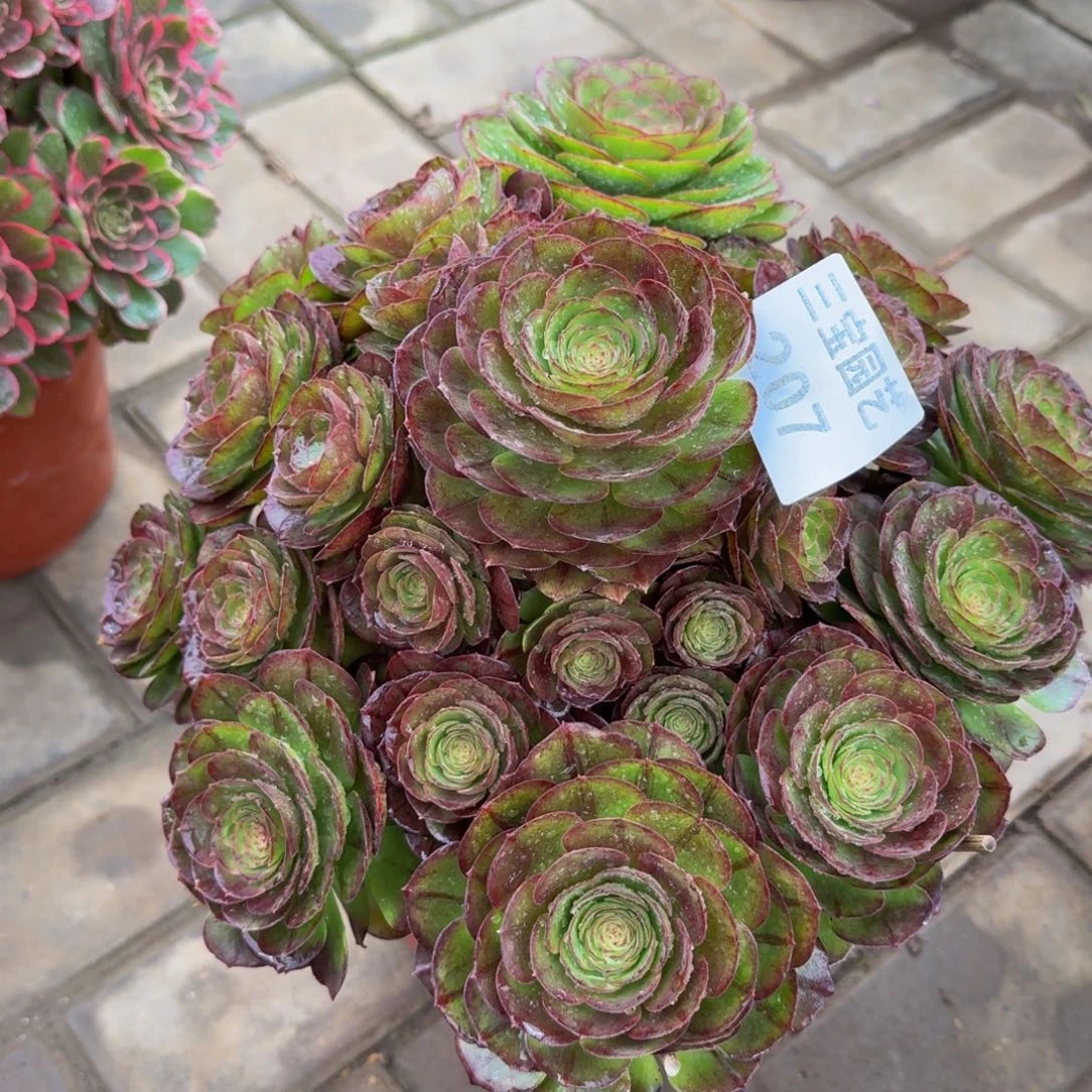 养****猪多肉植物207黑魔