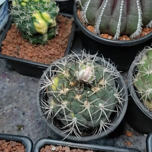 友***冻实生天紫玉锦，根系很好