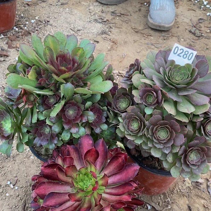 280三颗法师多肉