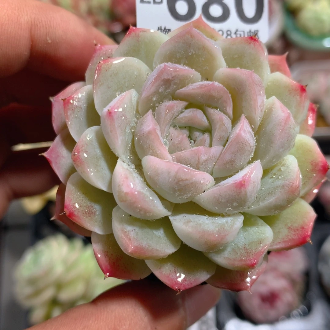 5CM拇指盆精控多肉ZB680