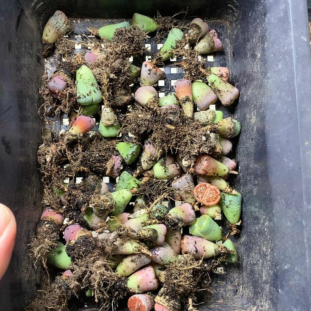 甄*能G347多肉植物保护研究所