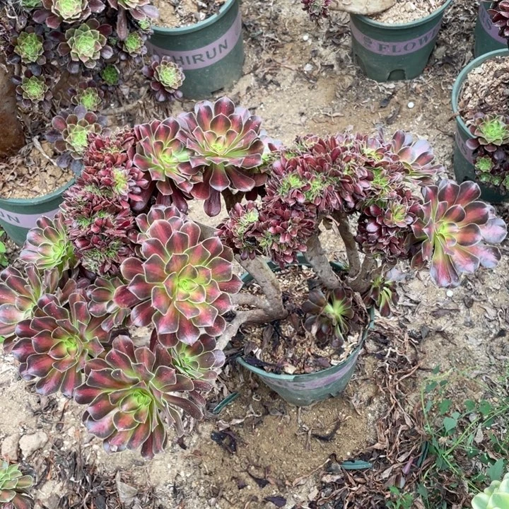 法师老庄缀化花娜