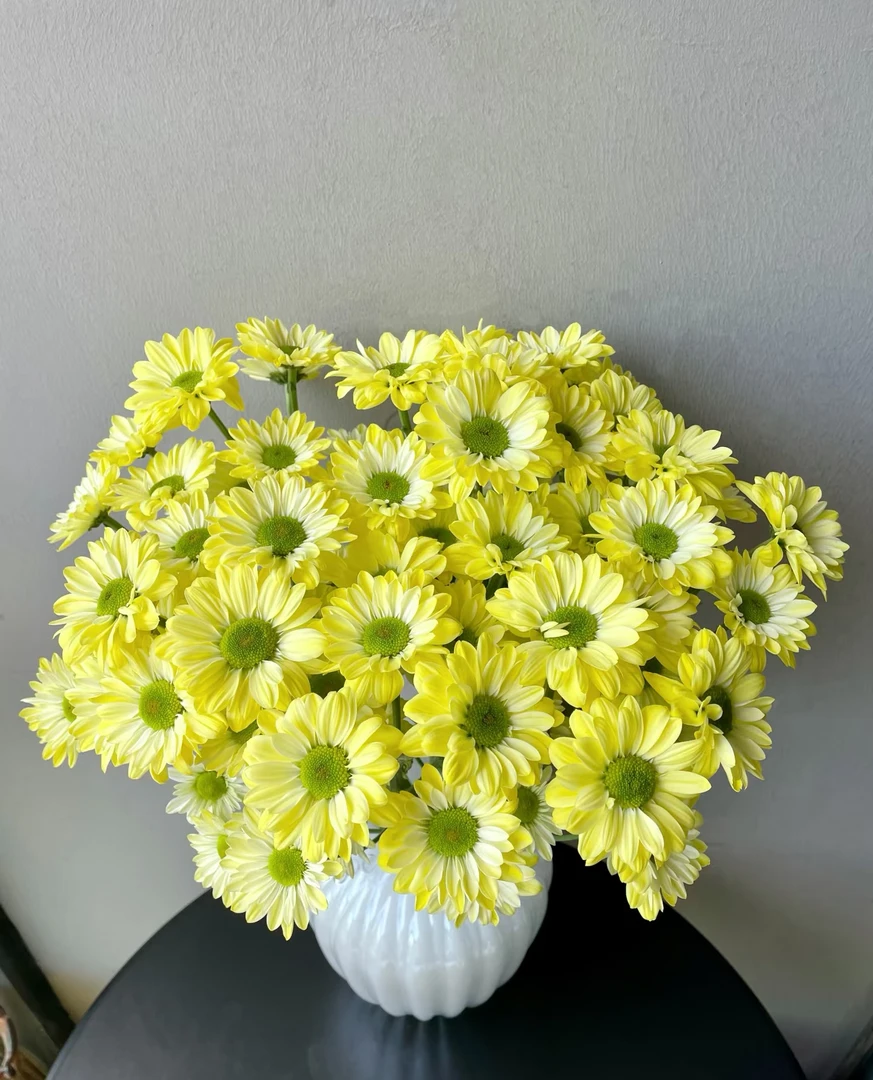 安吉拉（奶油黄）10枝 全店任意5单一个运费