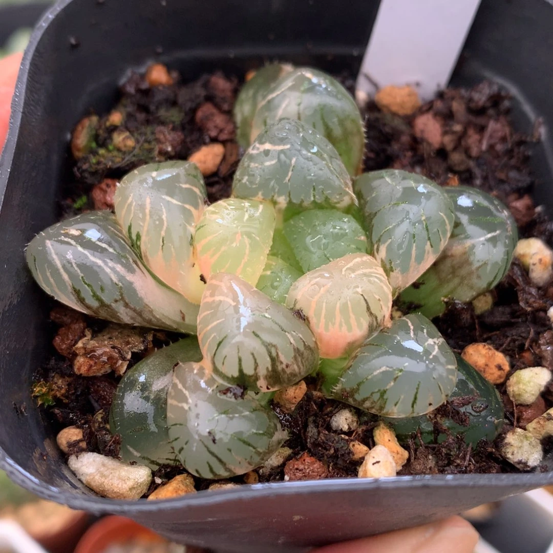 紫罗兰玉露锦，带盆一起