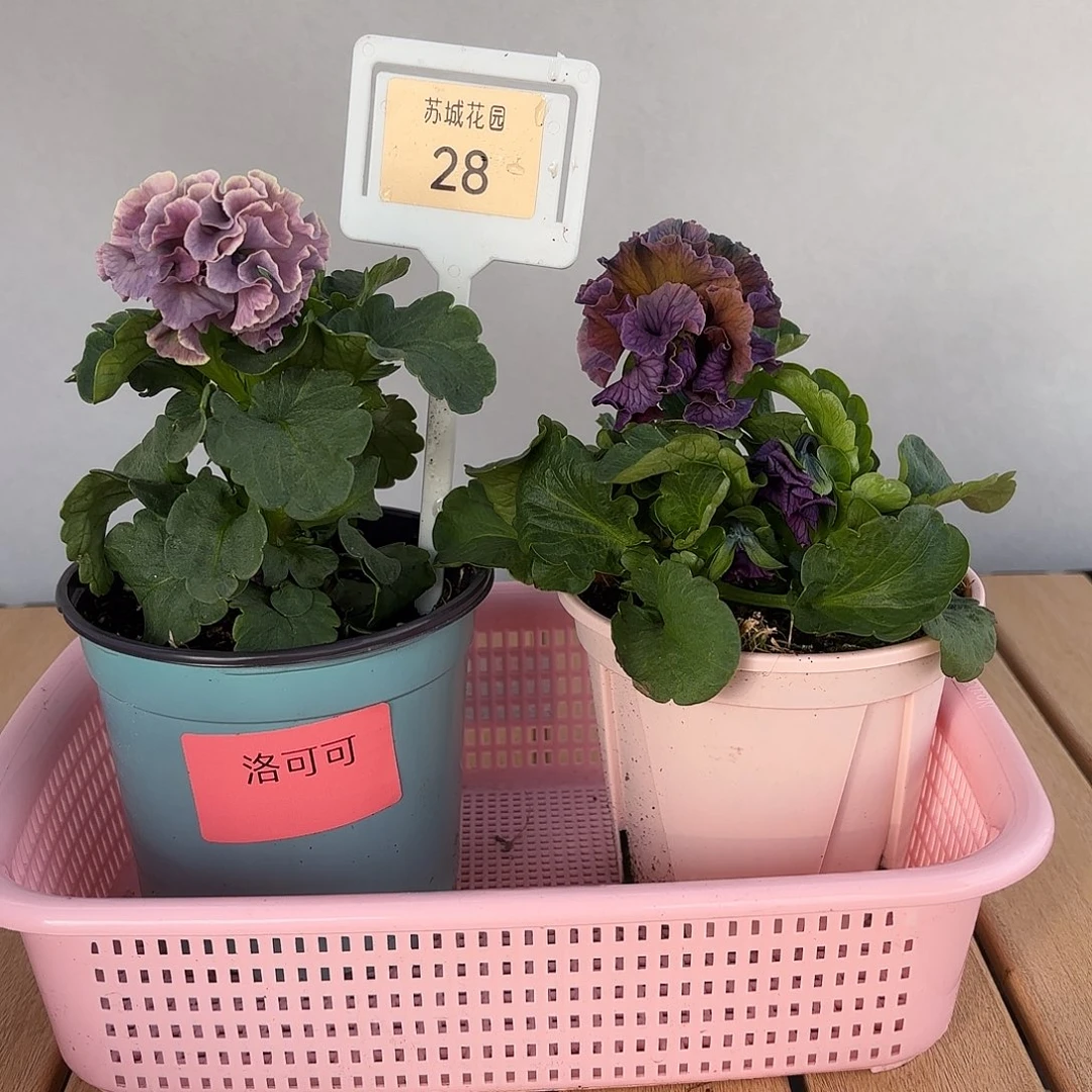 大部分开放少量花苞28