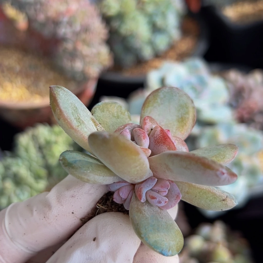 新年快乐 新年快乐 新年快乐