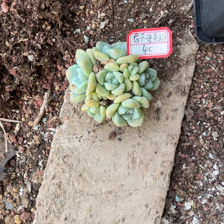 春***！冰玉多肉植物十方盆