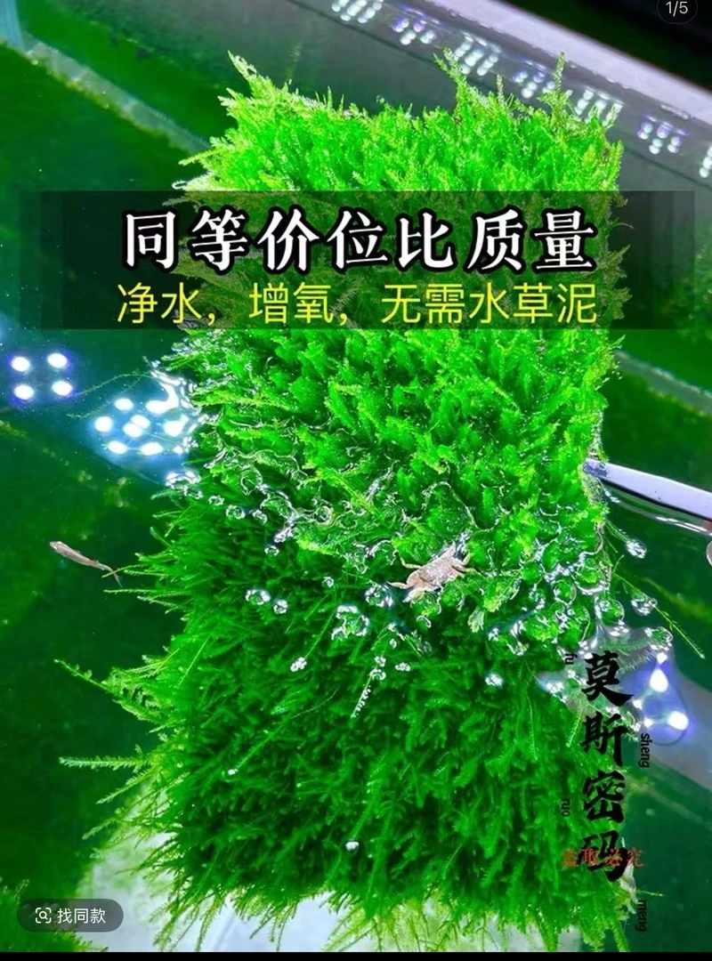 大三角莫斯片水草懒人  新手好养 无需底砂