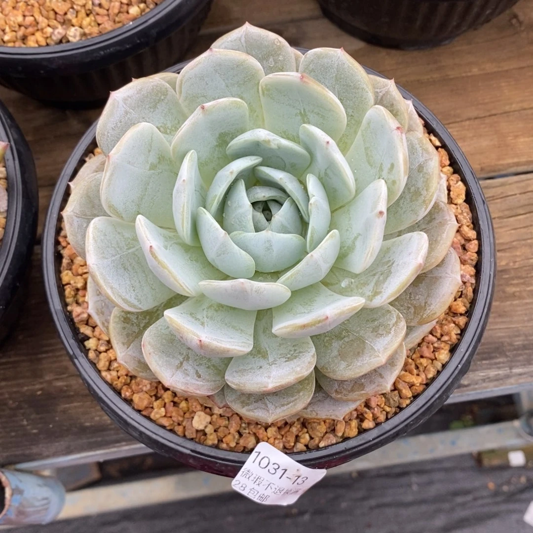 13号多肉单头漂亮的