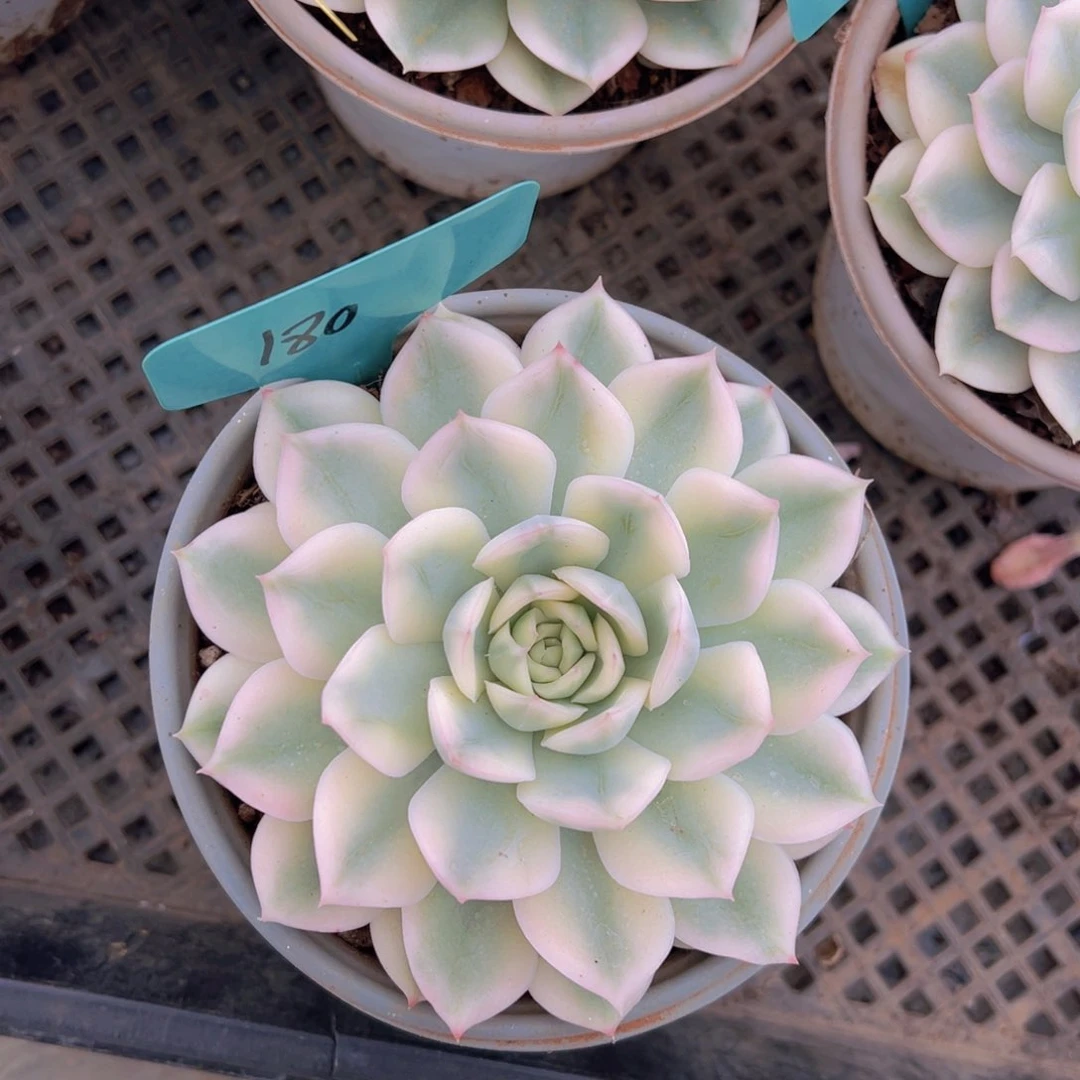 福利来啦打榜啦打榜啦