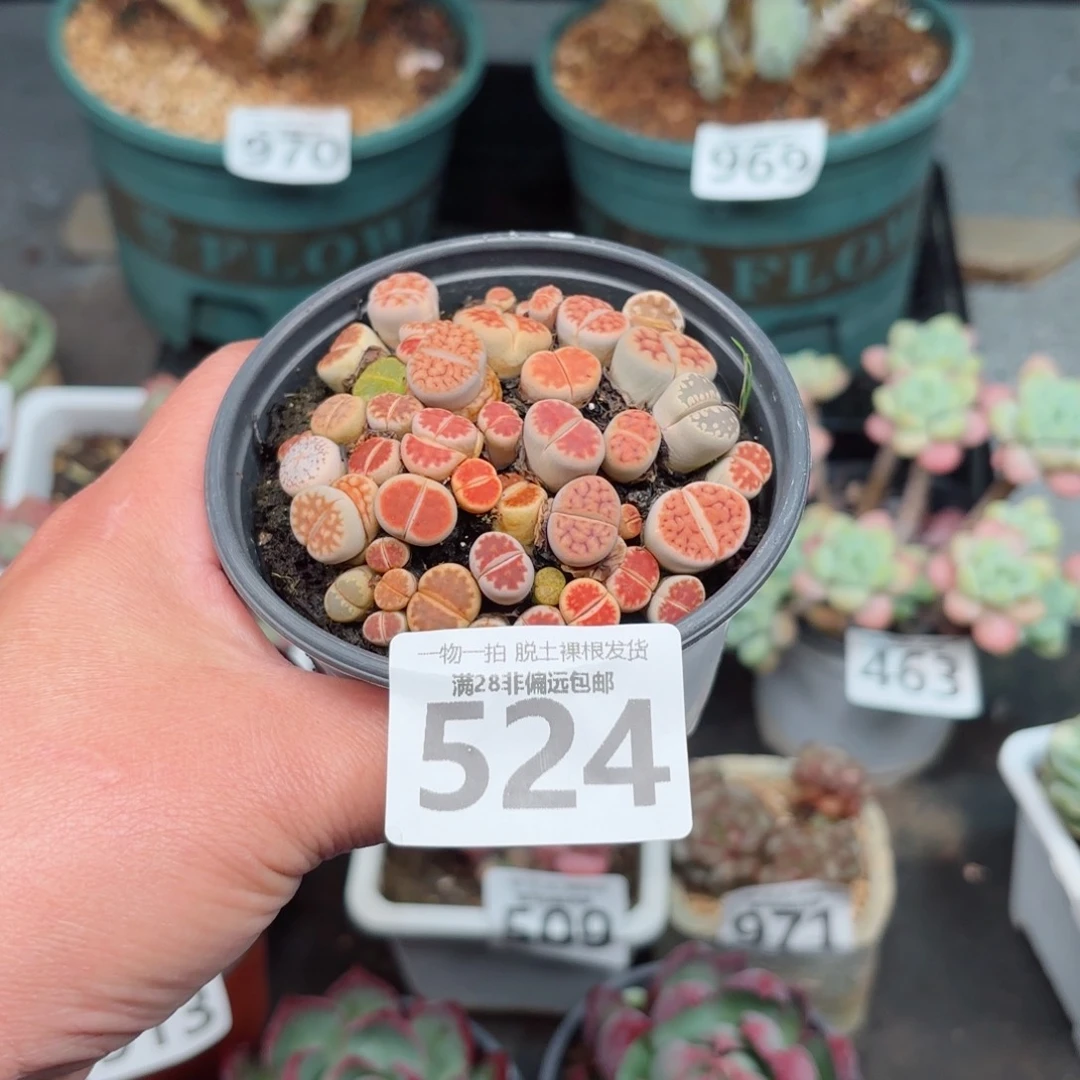 生石花带土球发货
