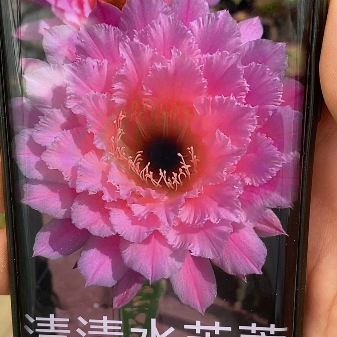 毛 水芙蓉侧芽 歪 20包邮5公分