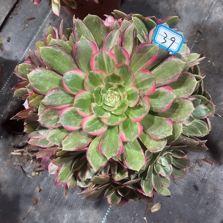 39新品月花手捧法师多肉植物