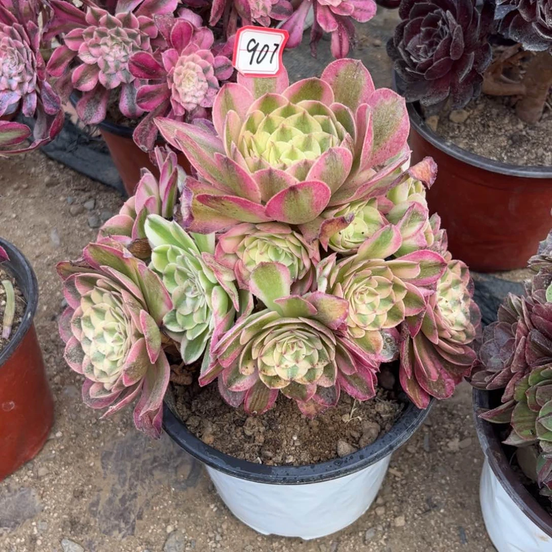 907多肉植物荔枝法师