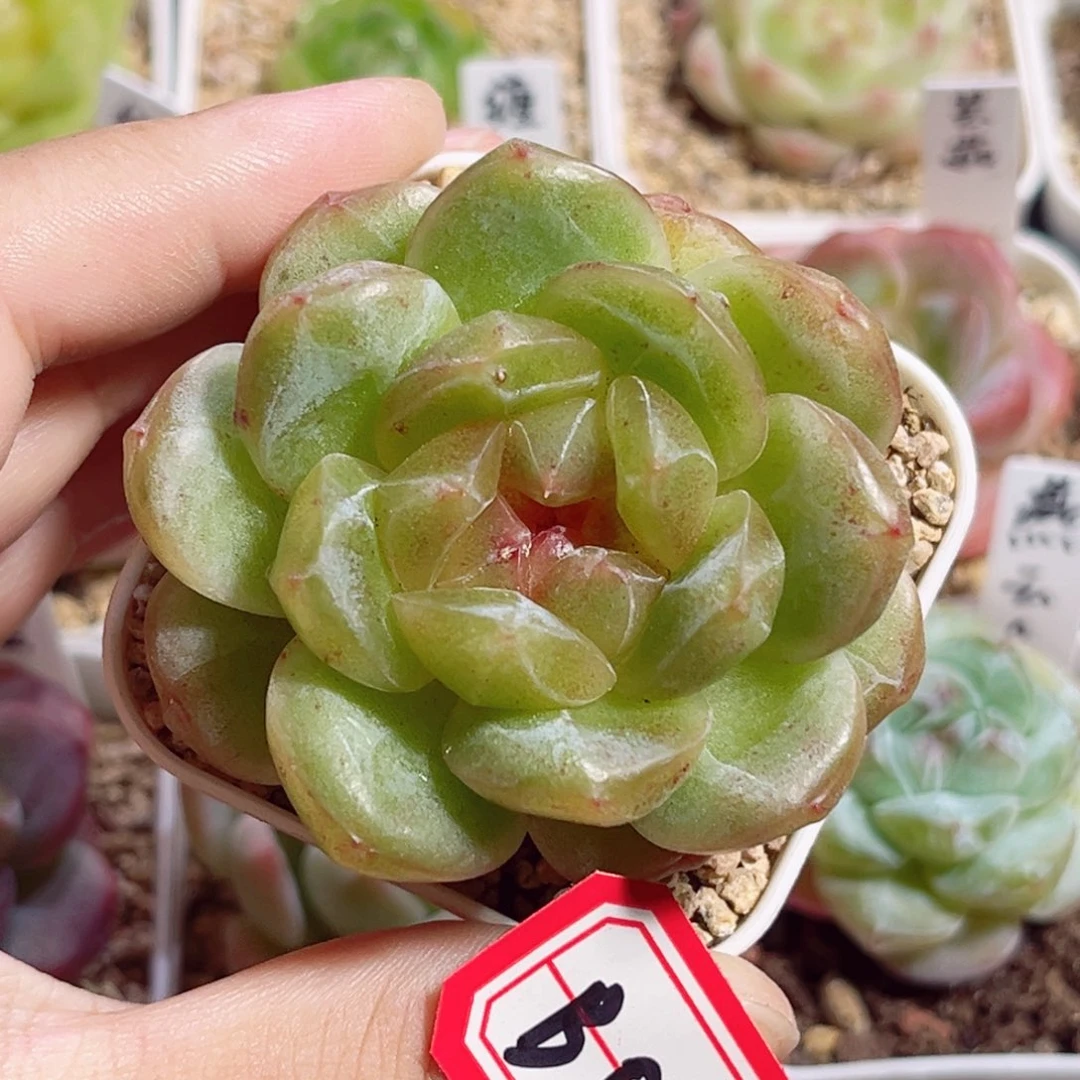 B583 一物一拍 无名珍妮
