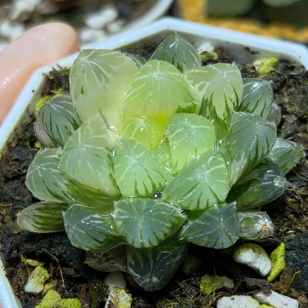 恭喜发财大吉大利0364