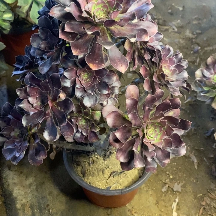 圆叶黑法师多肉断头不包0266