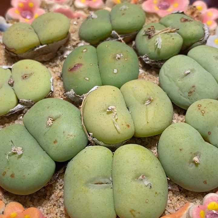 大型双头紫花饼1颗买1送1