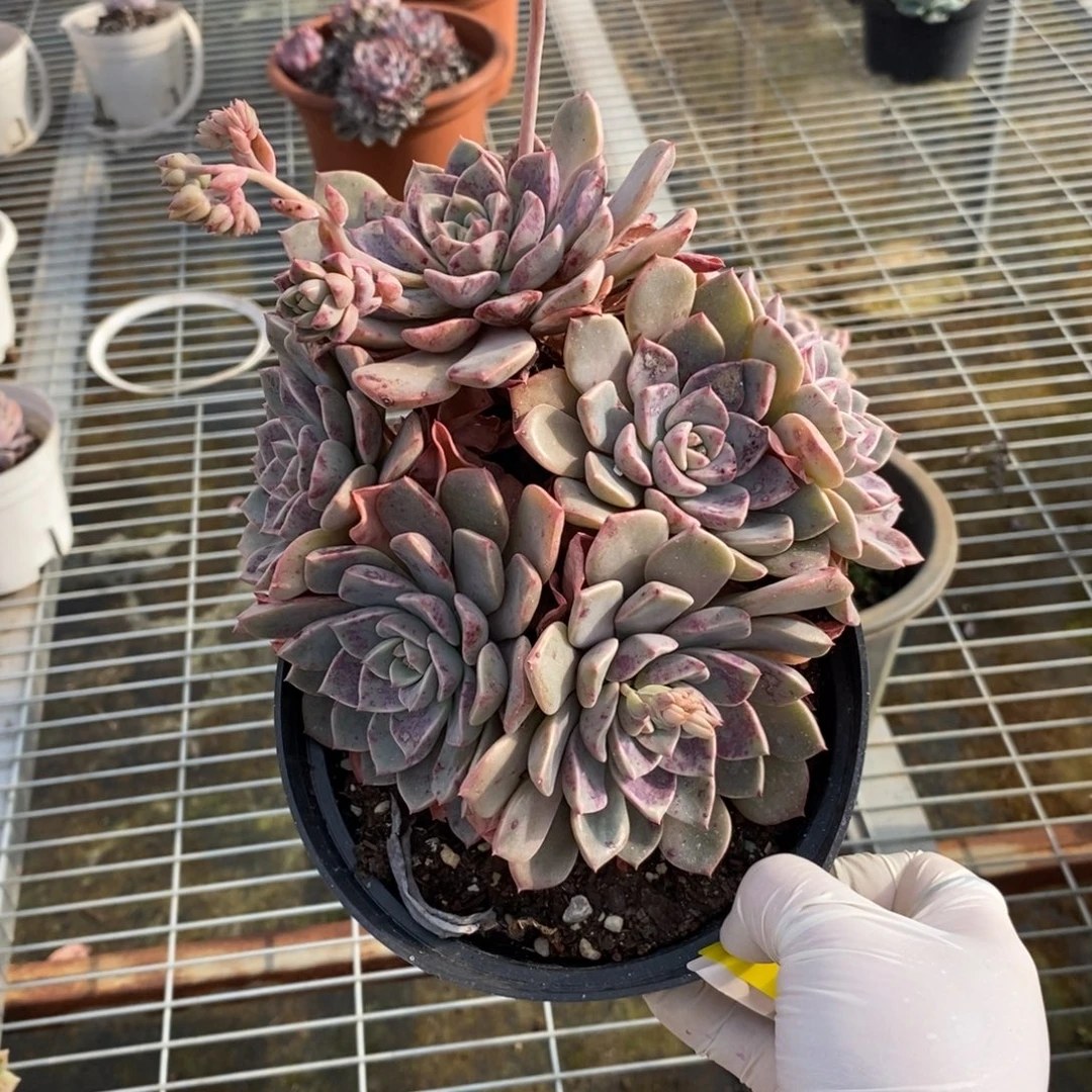 347红粉佳人一物一拍