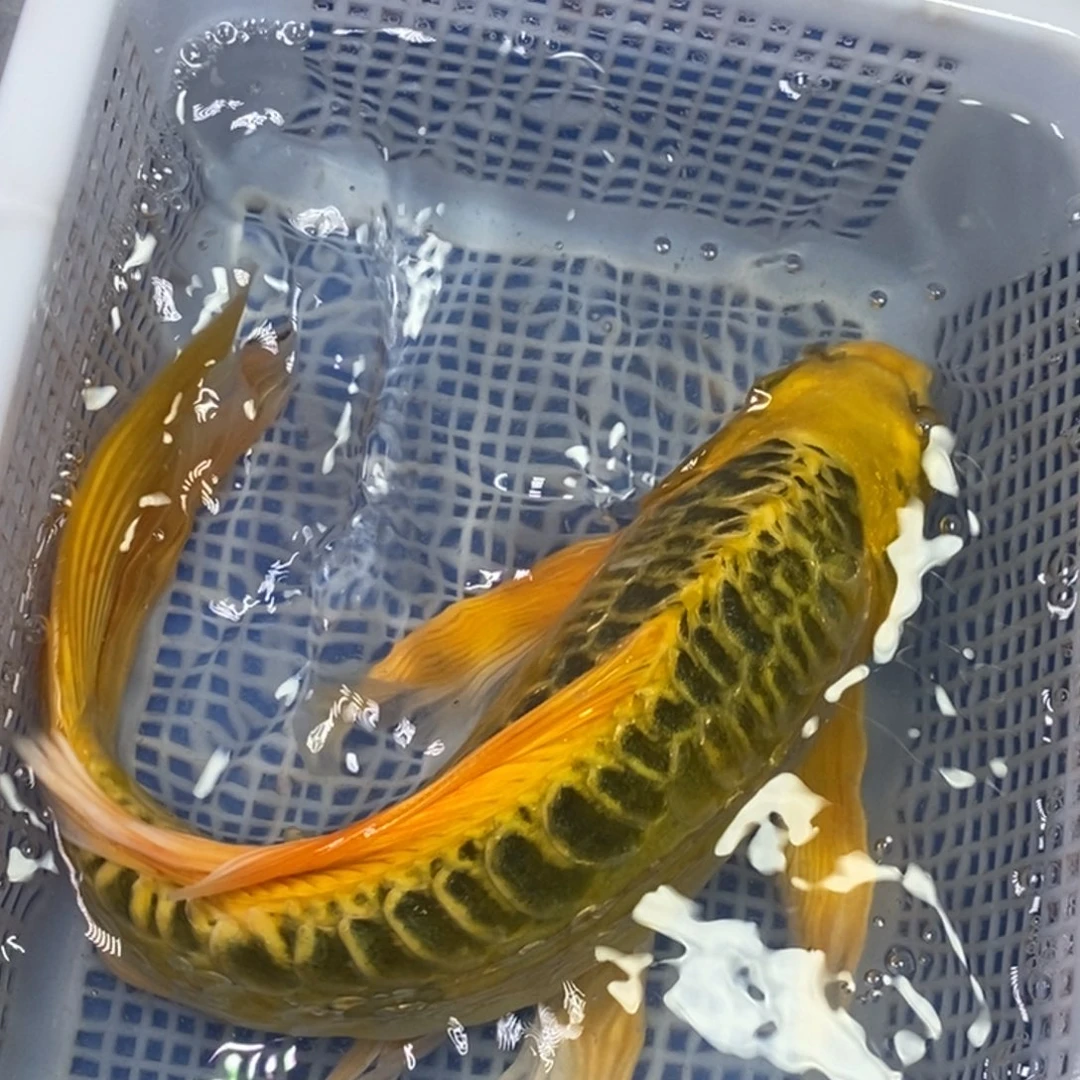 海水鱼冷水锦鲤包邮
