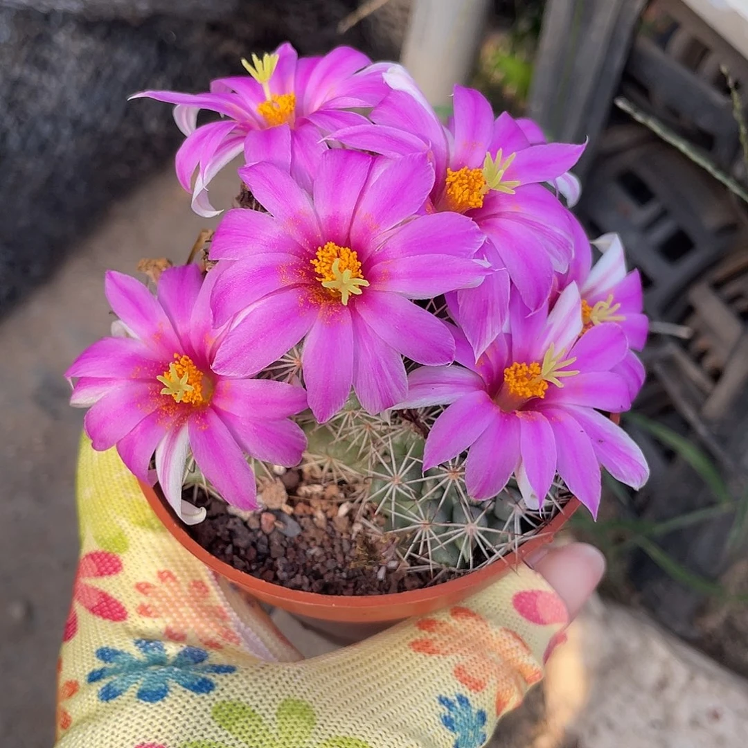 w***m仙人球实生蓬莱宫群生摘花脱土