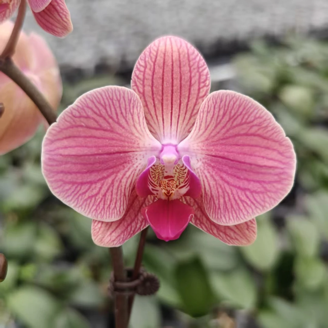 （恋恋笔记）寸开花株 带花带苞