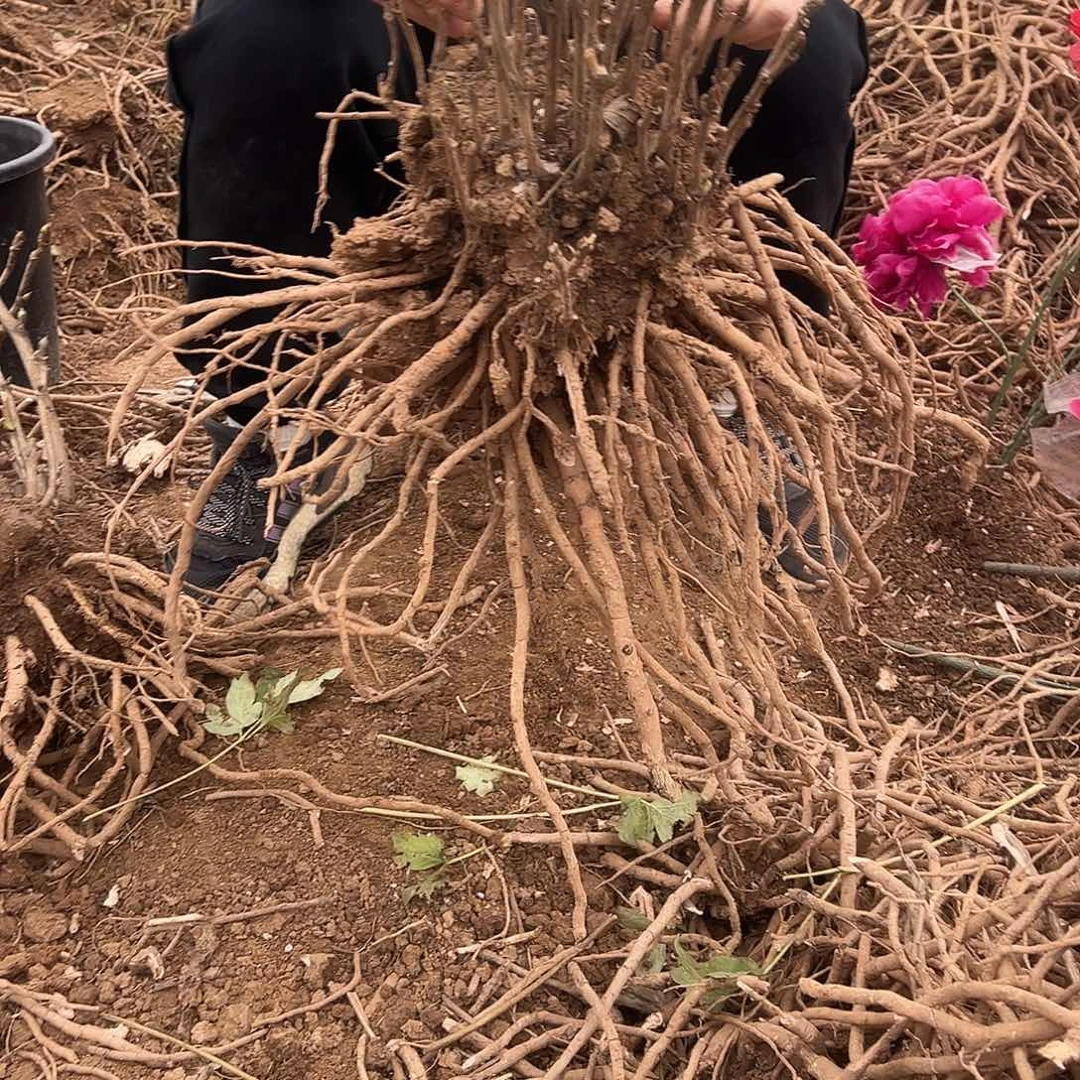 常***乐无花朵银红 一物一拍。不要占单