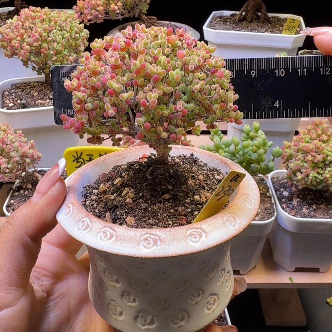 a230号蜜橘冠服7.5厘米左右带盆发