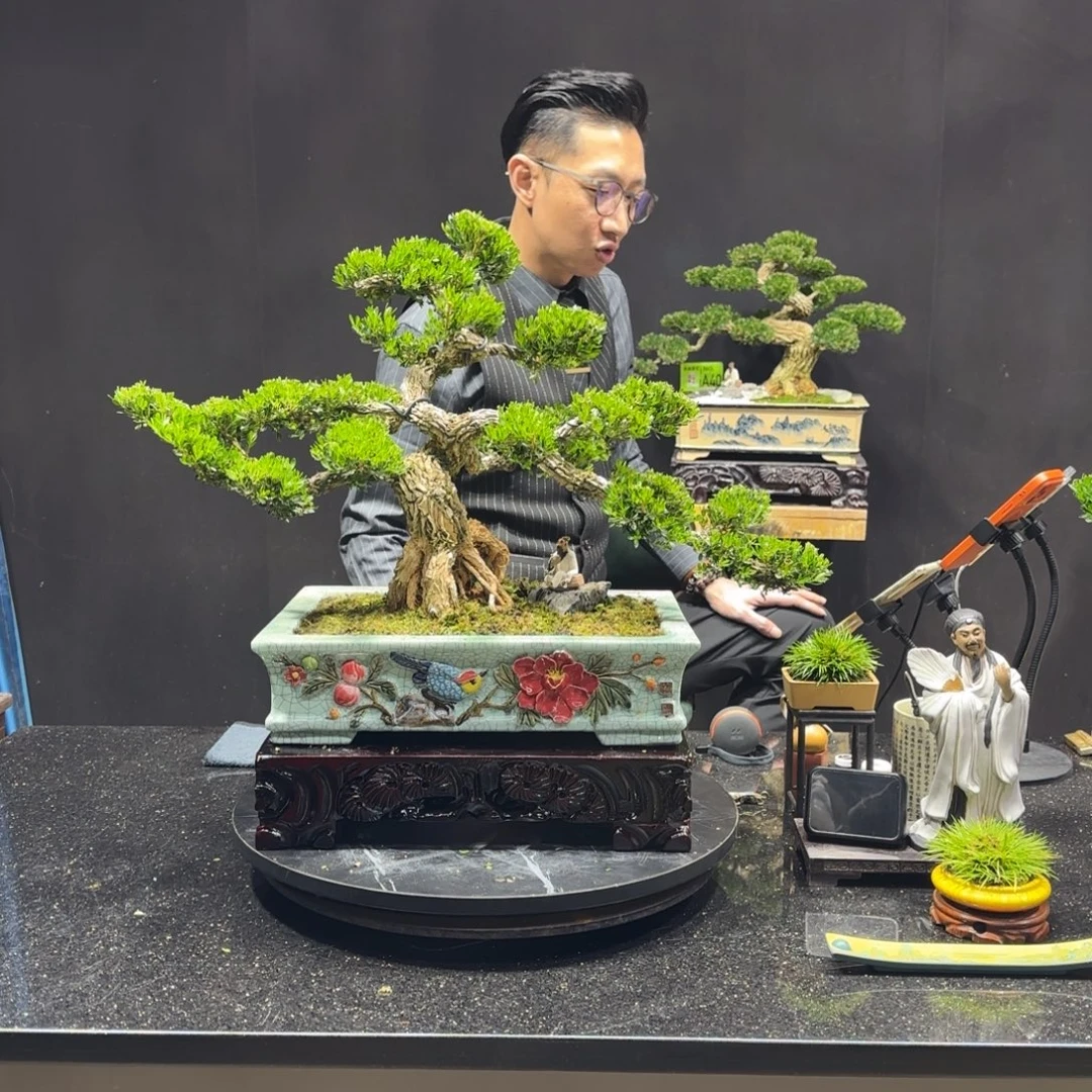 以实际为准黄杨室内室外盆景艺术