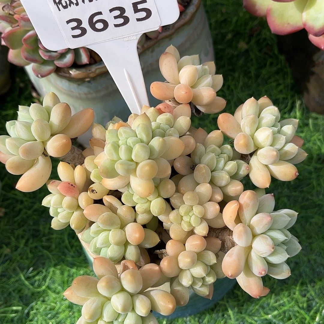 多肉植物3635 一定要拍个冷链哦