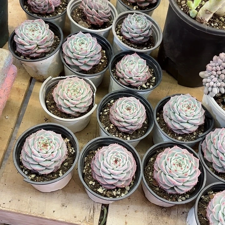 夢***想天鹅绒单头大包价清货福利