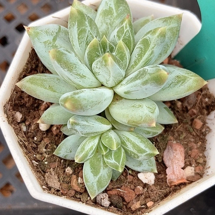 多肉植物伊丽莎白609多肉