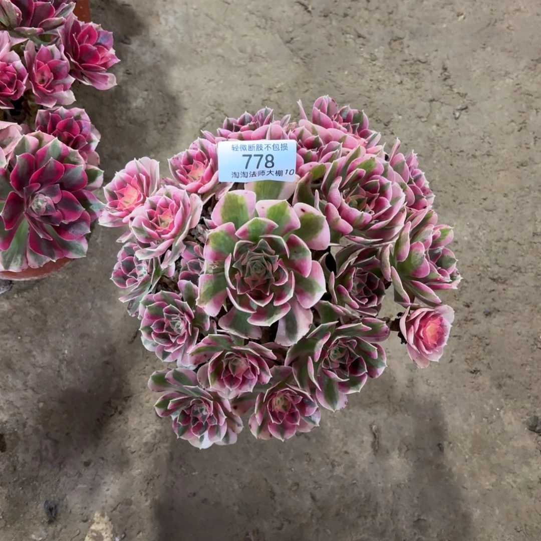 778粉女巫多肉植物法师