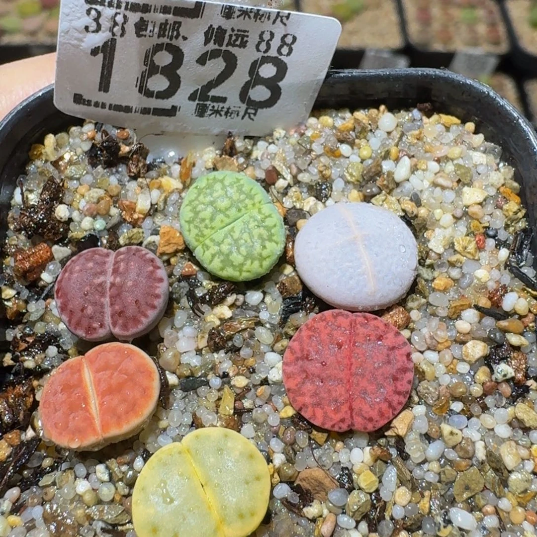 Sssss精品生石花1828