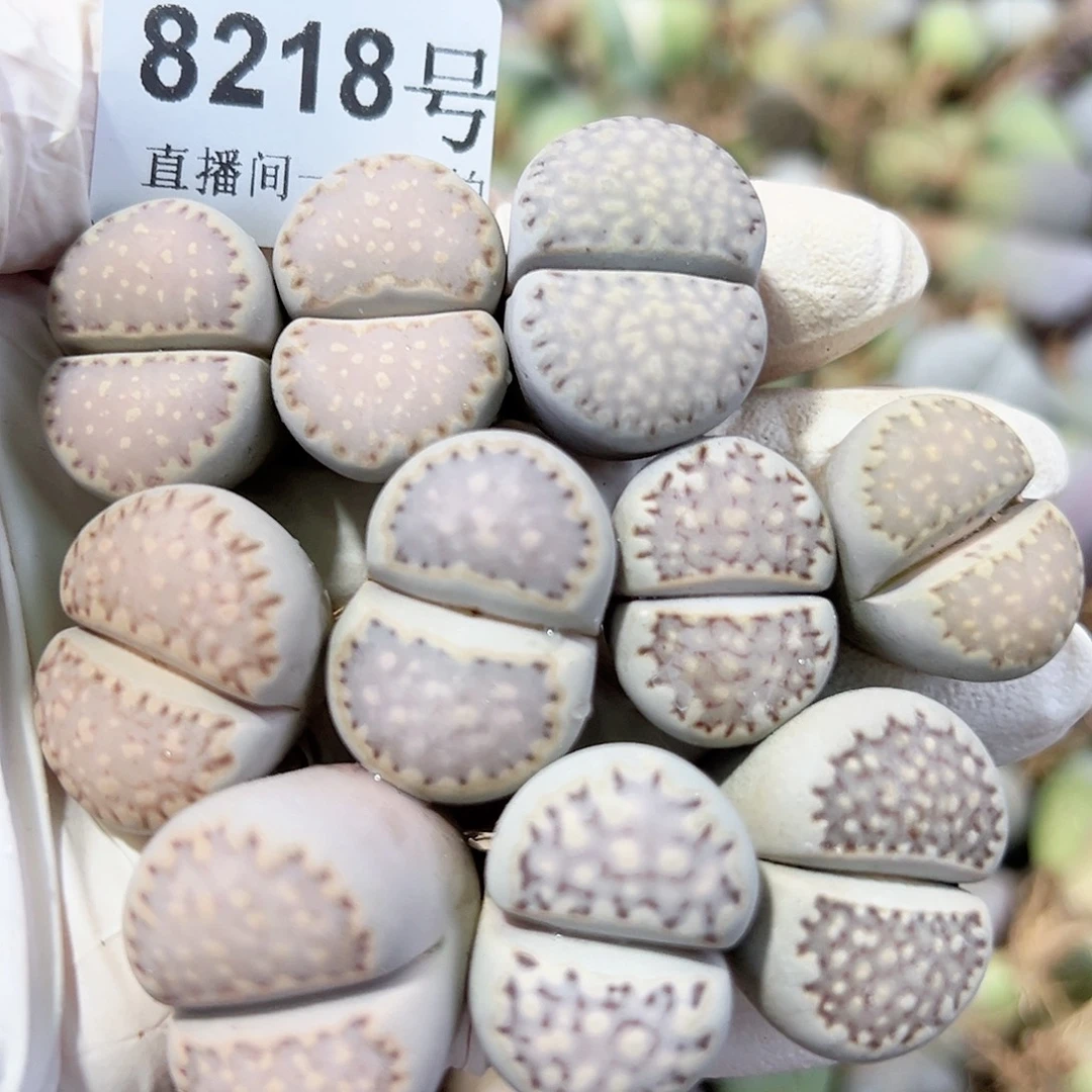 8218五年大饼干10个2-2.5cm