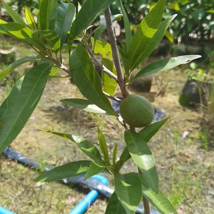 弃***尘当前无花栽培后可以开花