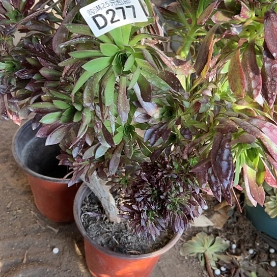 阳****孩一颗多肉法师植物 可能会分开