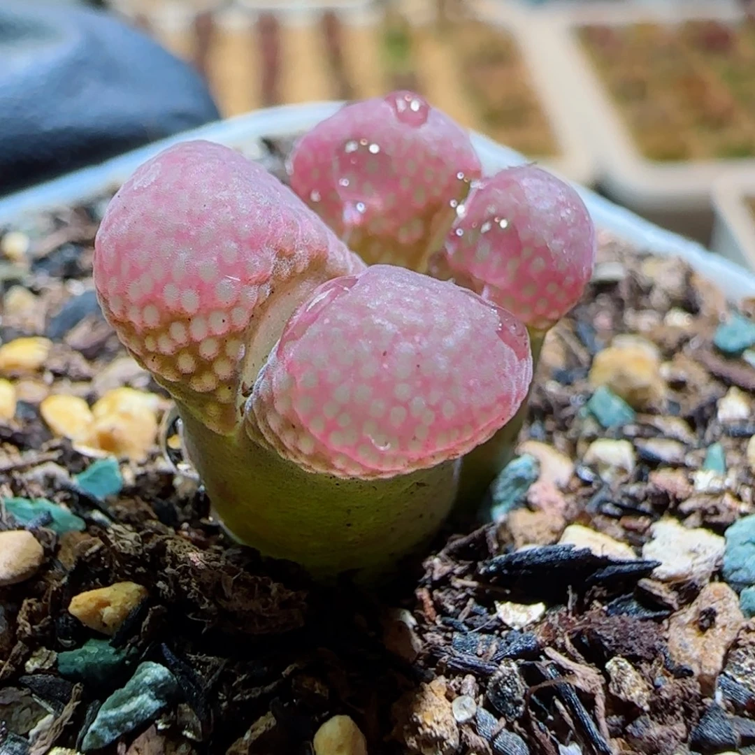 多肉植物56号美丽的风铃