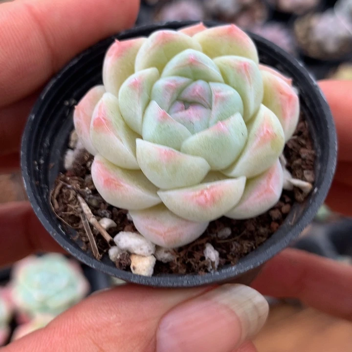 优选个体一物一拍