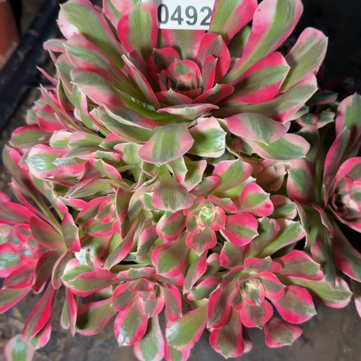 20492女巫优选断枝